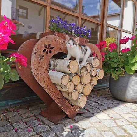 Bauernhof Suesshof Lägenhet Zwiesel Exteriör bild