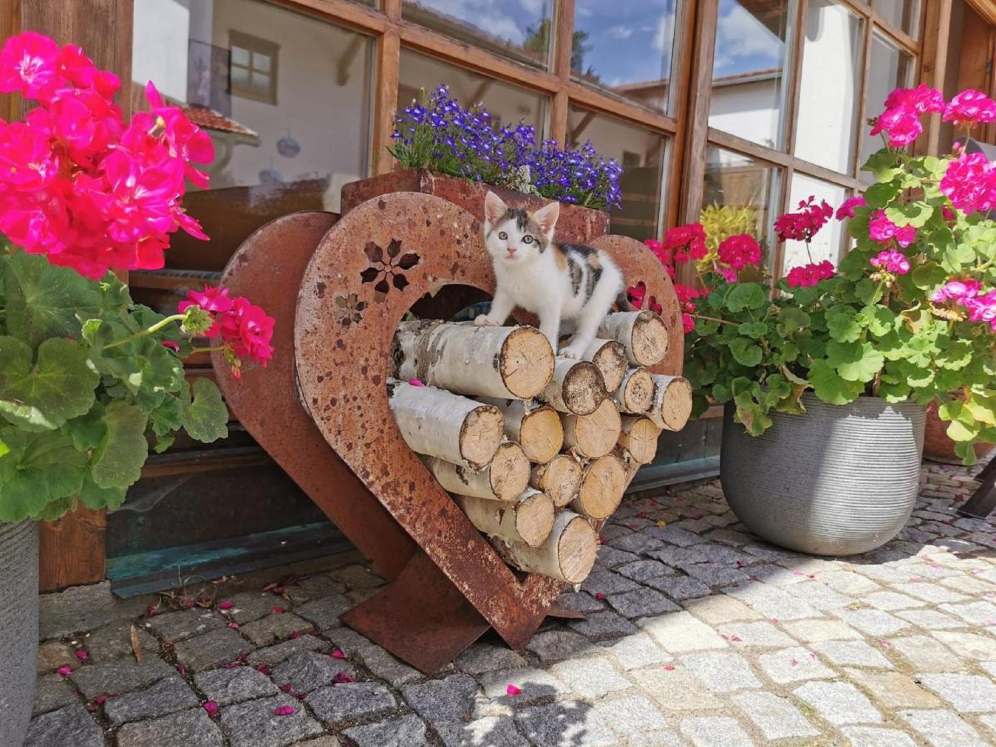 Bauernhof Suesshof Lägenhet Zwiesel Exteriör bild